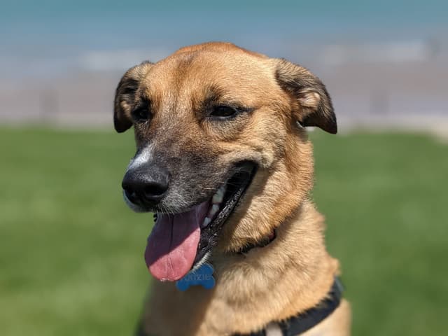 Photo of Alex's dog, Kinzie